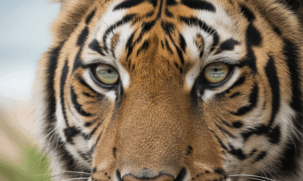 découvrez notre guide complet sur l'odyssée de pi : analyse détaillée du roman et du film, conseils pour mieux comprendre les thèmes, symboles et personnages de cette œuvre fascinante.