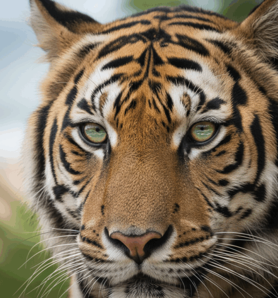 découvrez notre guide complet sur l'odyssée de pi : analyse détaillée du roman et du film, conseils pour mieux comprendre les thèmes, symboles et personnages de cette œuvre fascinante.