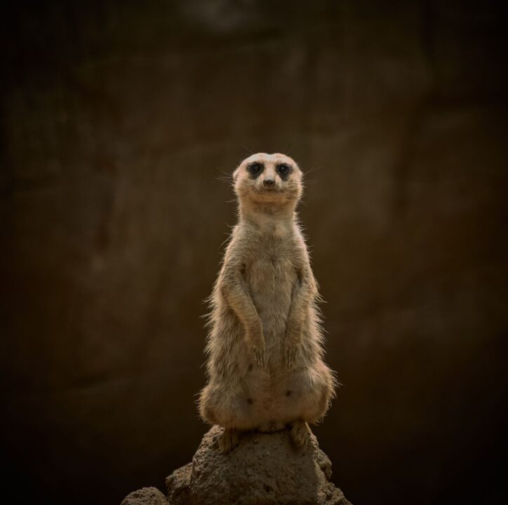 Zootopie : quels sont les animaux et personnages du film ?