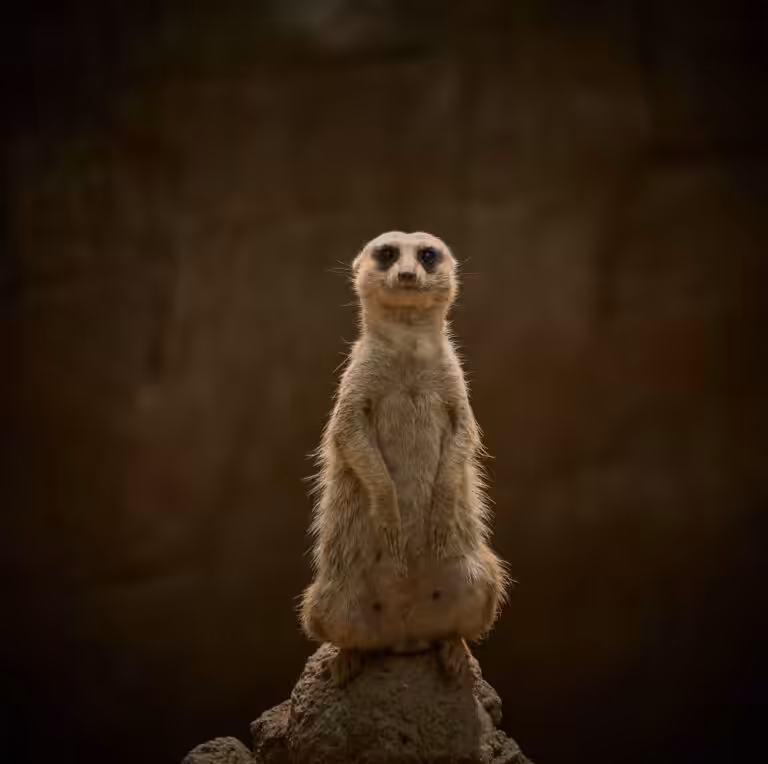 Zootopie : quels sont les animaux et personnages du film ?