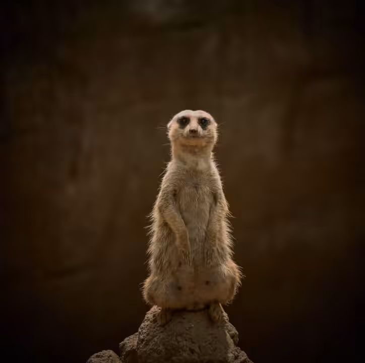 Zootopie : quels sont les animaux et personnages du film ?